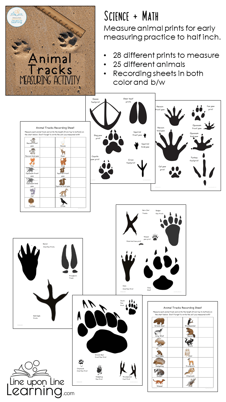 Animal Tracks Measuring Activity