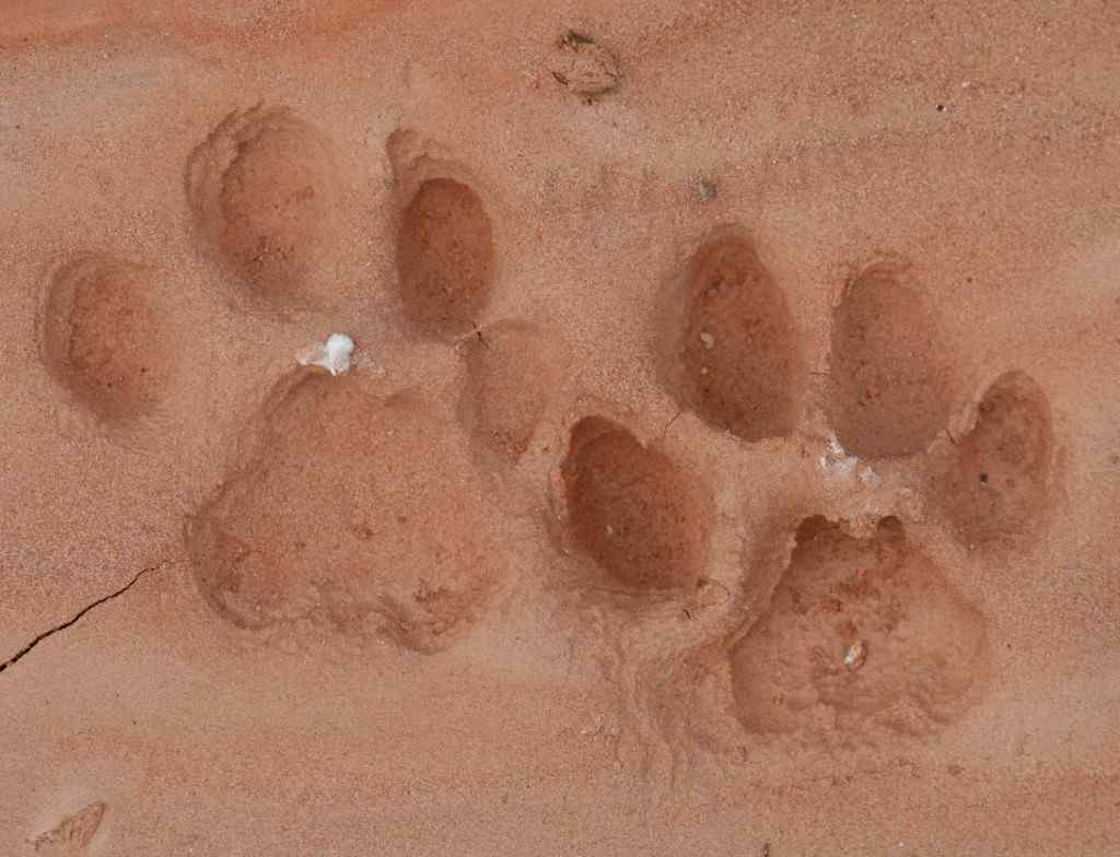 Naturetracking – Tools For Identifying Animal Tracks, Photos