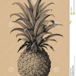 Pineapple Hand Drawing Vintage Engraving Style Stock Vector