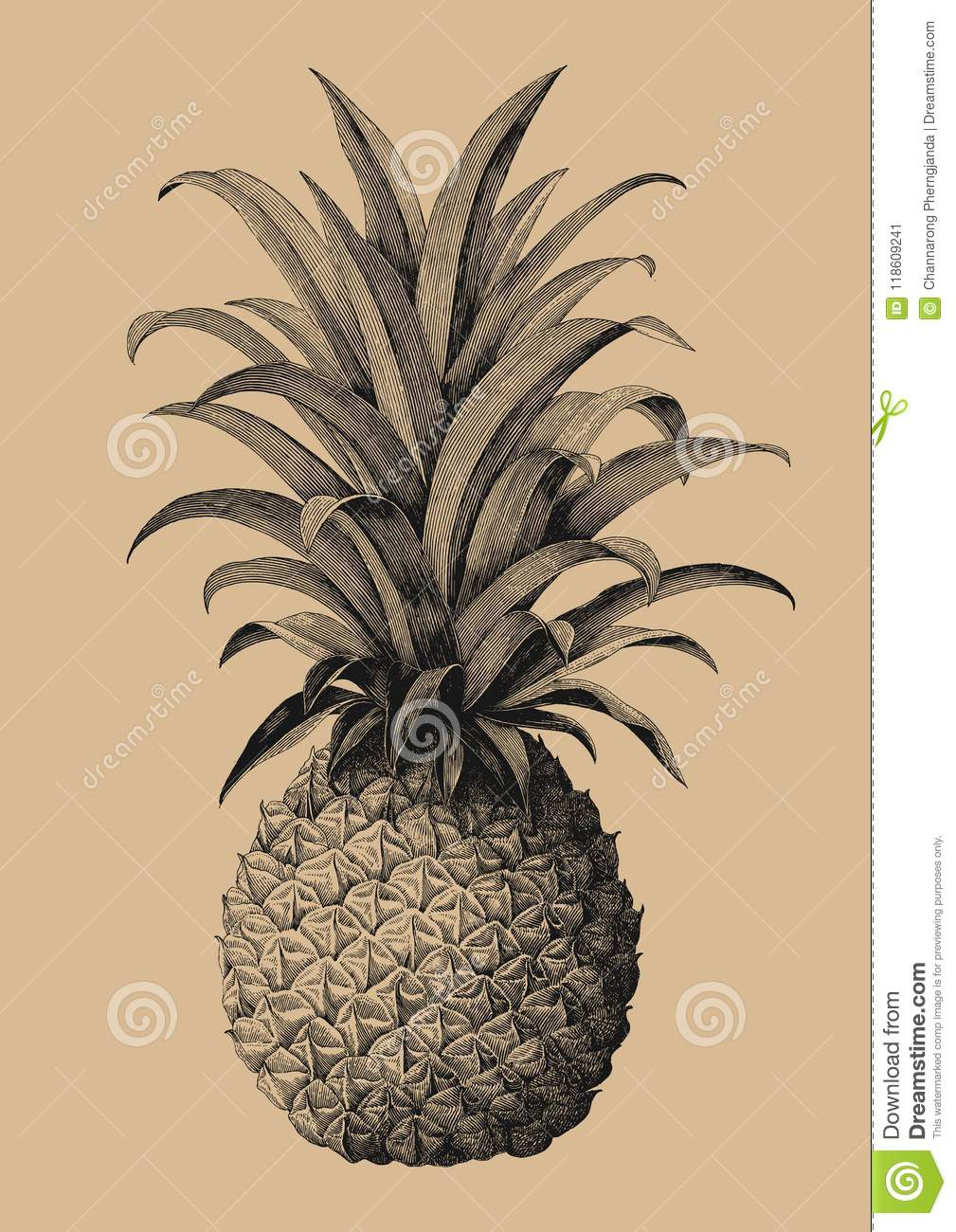 Pineapple Hand Drawing Vintage Engraving Style Stock Vector